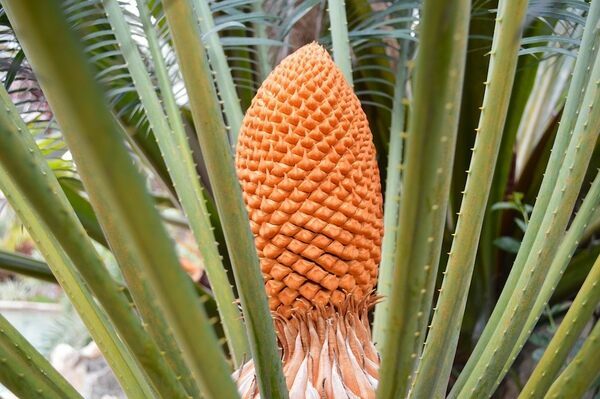 A seed cone on a modern day Cycad.
